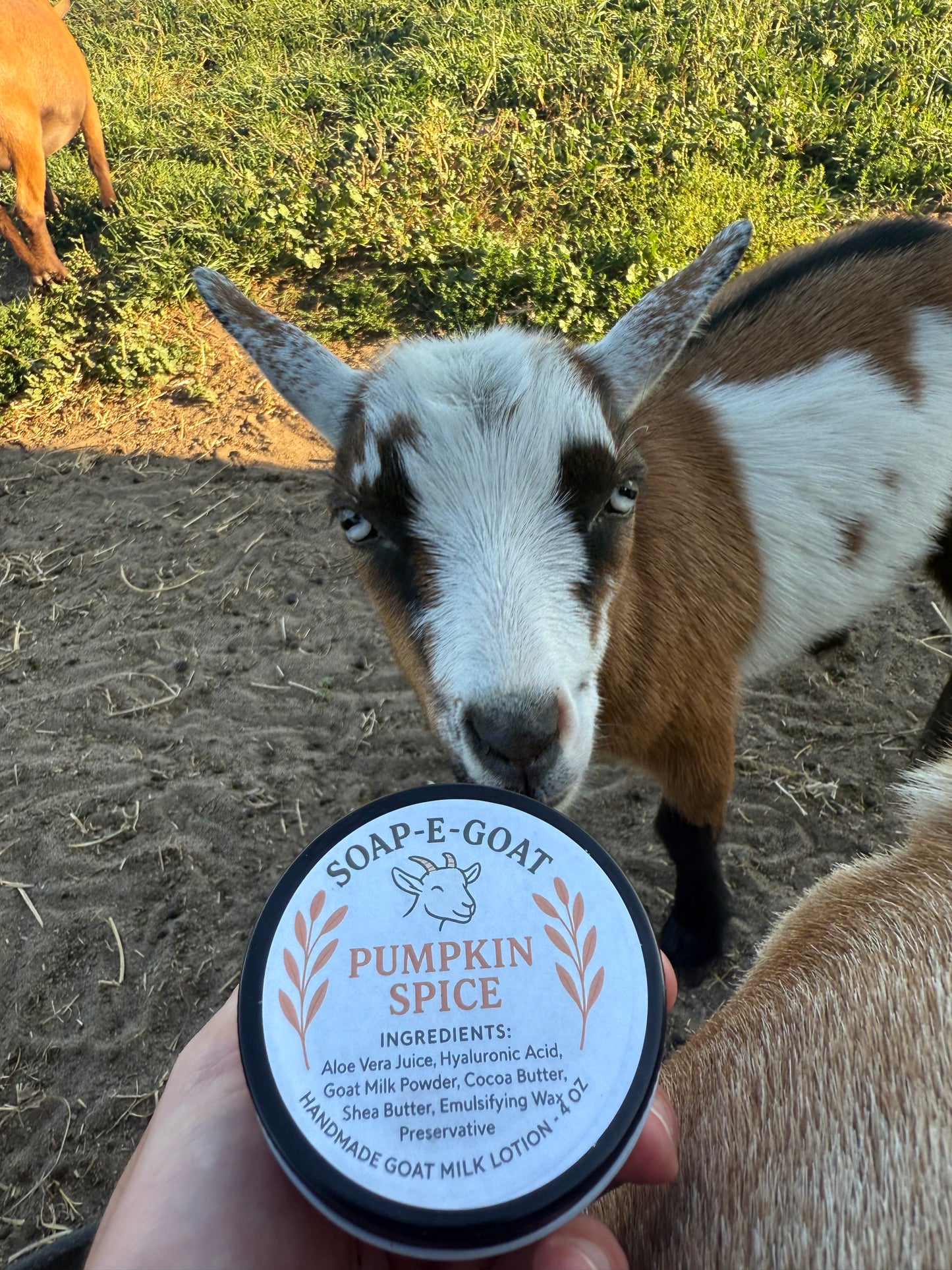 SOAP-E-GOAT Pumpkin Spice Goat Milk Lotion