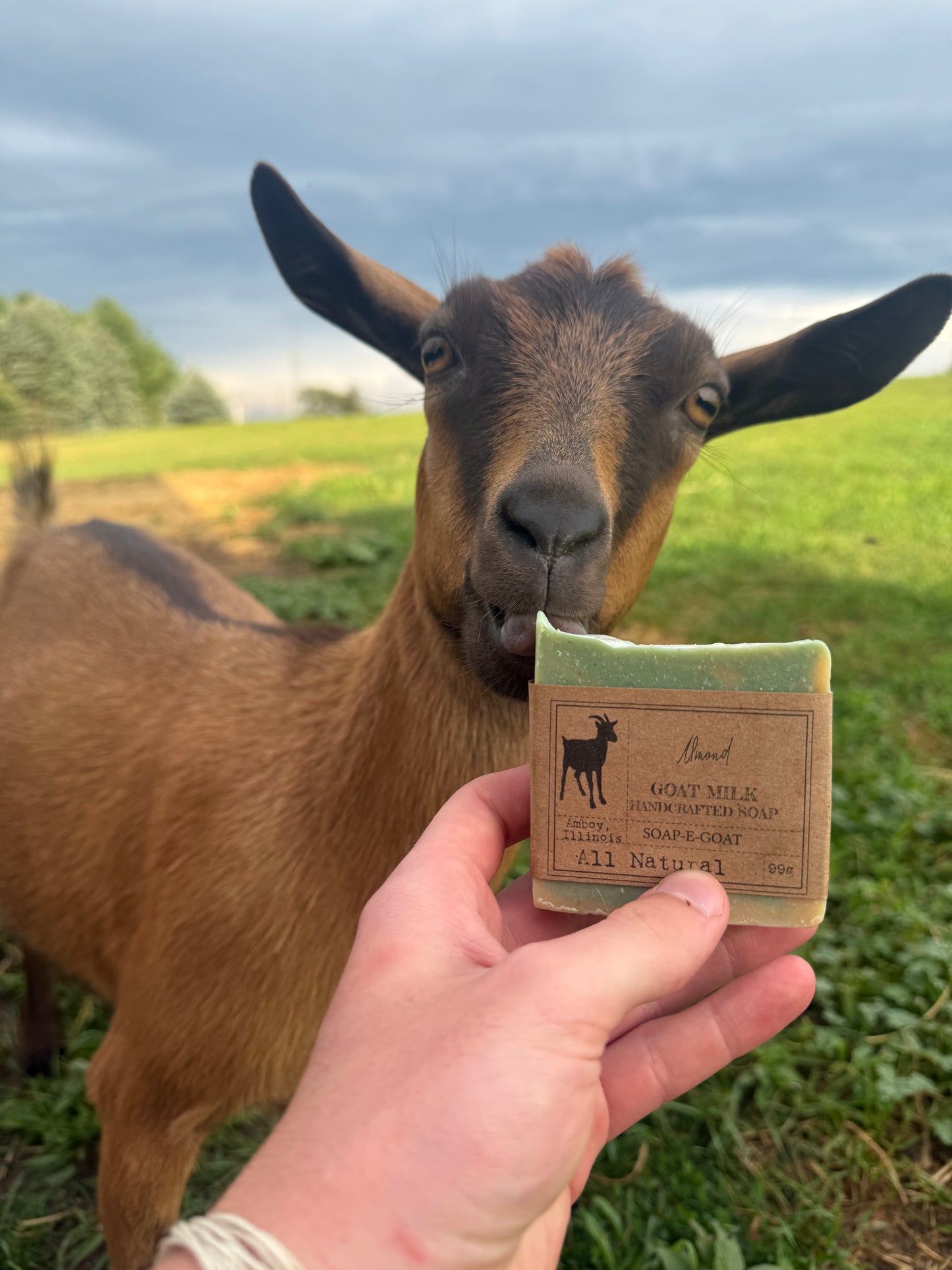 SOAP-E-GOAT Almond