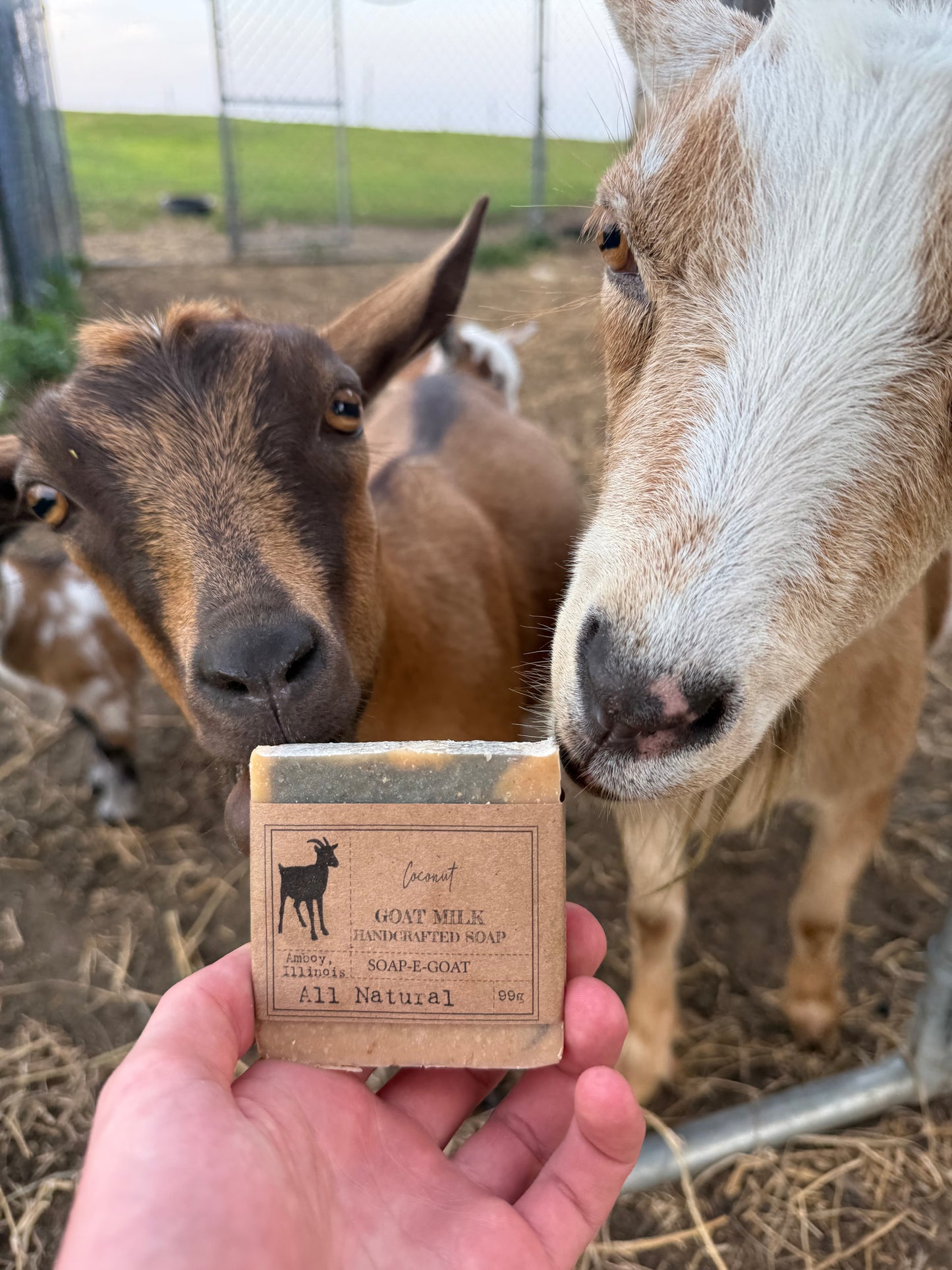 SOAP-E-GOAT Coconut