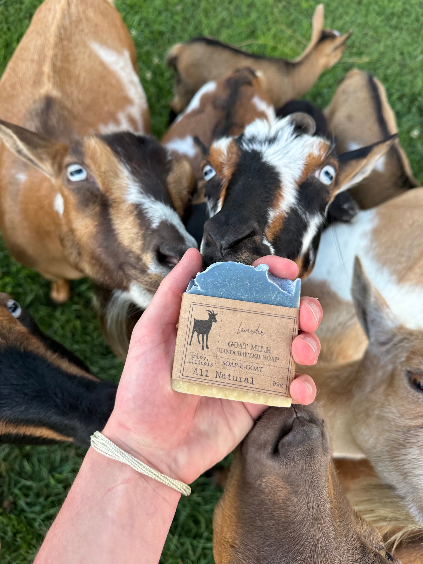 SOAP-E-GOAT Lavender